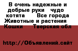 В очень надежные и добрые руки - чудо - котята!!! - Все города Животные и растения » Кошки   . Тверская обл.